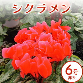 【ふるさと納税】シクラメン 6号 赤系 フラワーギフト 鉢植え 鉢 ギフト ビッグサイズ 鉢花 お歳暮 ガーデンシクラメン ミニシクラメン プレゼント 希少 クリスマス 誕生日 結婚記念日 花ギフト 送料無料