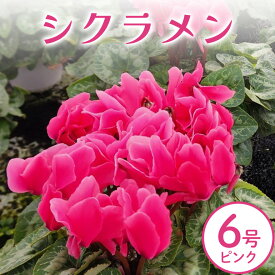【ふるさと納税】シクラメン 6号 ピンク系 フラワーギフト 鉢植え 鉢 ギフト ビッグサイズ 鉢花 お歳暮 ガーデンシクラメン ミニシクラメン プレゼント 希少 クリスマス 誕生日 結婚記念日 花ギフト 送料無料