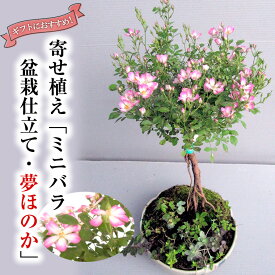 【ふるさと納税】寄せ植え「ミニバラ盆栽仕立て・夢ほのか」益子焼 ギフト 花