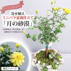 【ふるさと納税】寄せ植えミニバラ盆栽仕立て「月の砂漠」