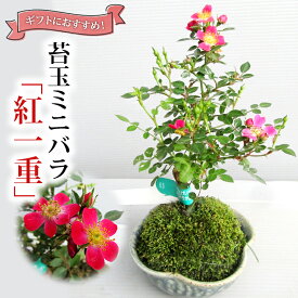 【ふるさと納税】苔玉ミニバラ「紅一重」