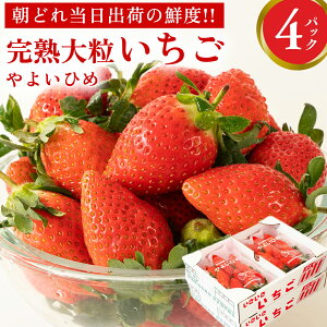 yӂ邳Ɣ[Łzn 悢Ђ ( Iׂ e ) 2pbN 4pbN s\ 嗱 C`S   t[c ʕ