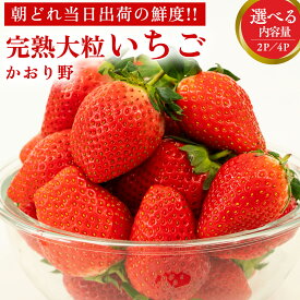 【ふるさと納税】完熟 かおり野 ( 選べる 内容量 ) 2パック 4パック 先行予約 大粒 イチゴ 苺 いちご フルーツ 果物