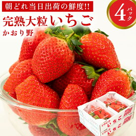 【ふるさと納税】完熟 かおり野 ( 選べる 内容量 ) 2パック 4パック 先行予約 大粒 イチゴ 苺 いちご フルーツ 果物