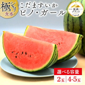 【ふるさと納税】【 JA北つくば 】 極シャリ食感 ！ こだますいか 「 ピノ・ガール 」 ( 選べる 内容量 2玉 or 4-5玉 ) 2026年産 小玉すいか 小玉 すいか スイカ 果物 フルーツ ピノガール 西瓜 くだもの デザート 茨城