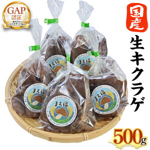 yӂ邳Ɣ[Łzy t@[唨 z LNQ 500g 炰 Y Y炰 GAPK  ₳ H@ r^~D S JE JVE XNuGbO J[ 