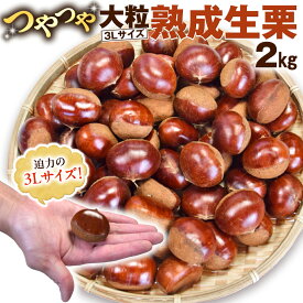 【ふるさと納税】【 谷口農場 】 つやつや 大粒 熟成 生栗 2kg ( 3Lサイズ ) 完熟 栗 くり クリ 栗ごはん 果物 フルーツ　数量限定