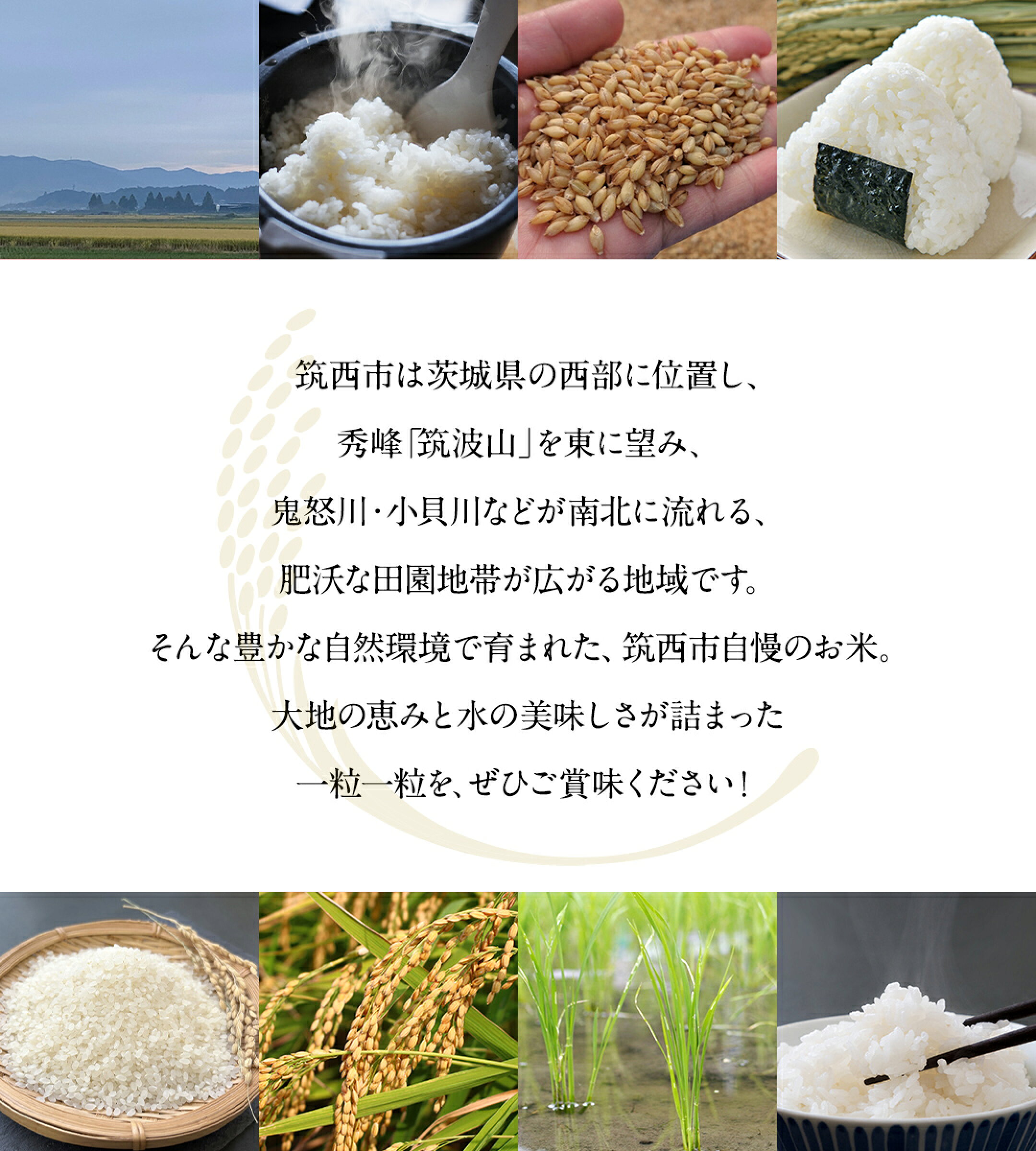 筑西市の豊かな自然環境で育まれた、自慢のお米をぜひご賞味ください！