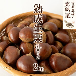 【ふるさと納税】 【 吉原農場 の 完熟栗 】 熟成 生栗 2kg ( 選べる サイズ ) 令和7年産 完熟 栗 くり クリ 栗ごはん 贈答 ギフト 果物 フルーツ 数量限定 旬 秋 冬 正月 おせち