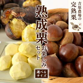 【ふるさと納税】 【 吉原農場 の 完熟栗 】 熟成 栗 お楽しみ セット ( 生栗 選べるサイズ ) 令和7年産 完熟 生栗 生むき栗 焼き栗 くり クリ 栗ごはん 贈答 ギフト 果物 フルーツ 数量限定 旬 秋 冬 正月 おせち