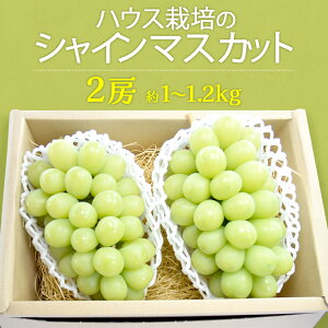 yӂ邳Ɣ[ŁznEX͔|  VC}XJbg 2[ ( 1kg`1.2kg ) ߘa7NY s\ Ԃǂ uhE  t[c