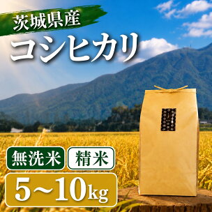 コシヒカリ 精米 無洗米 5kg 10kg 令和7年産 ...