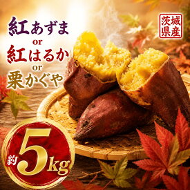 【ふるさと納税】 さつまいも 約5kg 紅あずま 紅はるか 栗かぐや M・Lサイズ 選べる 特別栽培 特別栽培農産物完熟 先行予約 数量限定さつまいも いも おいも 焼き芋 芋 おやつ ホクホク しっとり 秋 旬 まごころ野菜よしの 筑西 筑西市 茨城 関東 よしのいも 井上さつま