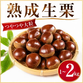 【ふるさと納税】 ＼まもなく発送開始／ 栗 約 1kg 2kg 3Lサイズ くり 生栗 2026年産 大粒 つやつや 秋 旬 旬の味覚 生ぐり なまぐり 和栗 わぐり 秋の味覚 マロン まろん 新鮮 国産栗 国産 生くり 甘栗 ゆでぐり 栗ご飯 おせち 栗きんとん 正月 お正月 数量限定