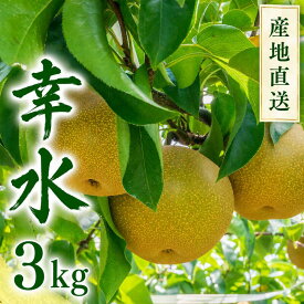 【ふるさと納税】 幸水 3kg 先行予約 梨 産地直送 水分 果汁 フルーツ 果物 国産 日本産 梨 ナシ なし 和梨 茨城 関東 筑西 和梨 旬 秋 味覚 初夏 夏