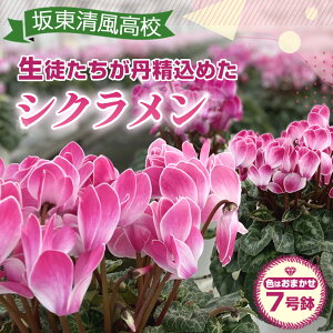 yӂ邳Ɣ[Łz yԌzⓌZ̐kO߂ĈĂVN7 ^   錧 No.185