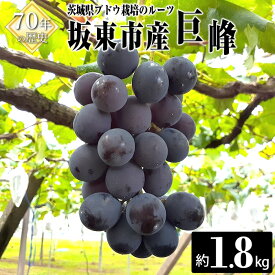 【ふるさと納税】岩井の巨峰（令和8年産）約1.8kg ／ 葡萄 ブドウ ぶどう 果物 くだもの フルーツ 新鮮 自然 甘い 酸味 バランス 大きい 高品質 果実 送料無料 茨城県 No.235