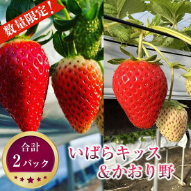 【ふるさと納税】 先行予約［坂東市産］いばらキッス＆かおり野　合計2パック食べ比べセット　朝採り直送 ／ いちご イチゴ 苺 完熟 送料無料 茨城県 No.270
