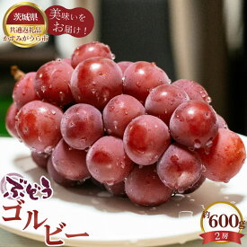 【ふるさと納税】【先行予約】ぶどう　ゴルビー　約600g（2房）【茨城県共通返礼品 かすみがうら市】 ／ ブドウ 葡萄 フルーツ 果物 送料無料 茨城県 No.587