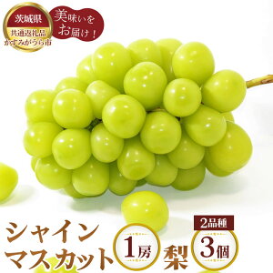 yӂ邳Ɣ[Łzys\zVC}XJbg1[Ɨ2i×3y錧ʕԗi ݂sz ^ uhE Ԃǂ  }XJbg  Ȃ iV t[c ʕ Zbg lߍ킹 