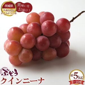 �y�ӂ邳�Ɣ[�Łz�y��s�\��z�Ԃǂ��@�N�C���j�[�i�@��5kg�i7�`10�[�j�y��錧���ʕԗ�i �����݂�����s�z �^ �u�h�E ���� �t���[�c �ʕ� �������� ��錧 No.619