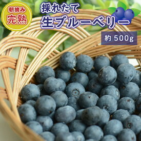 【ふるさと納税】茨城県坂東市産 朝摘み完熟 採れたて生ブルーベリー 約500g ／ 朝摘み 果実 爽やか 甘み トッピング 大粒 厳選 特大サイズ ノーザンハイブッシュ系品種チャンドラーほか 送料無料 茨城県 No.721