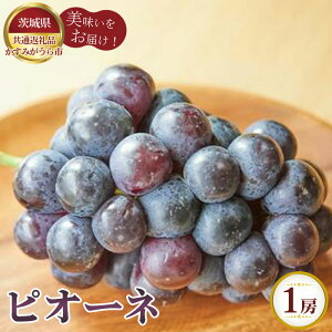 �y�ӂ邳�Ɣ[�Łz�y��s�\��z�s�I�[�l�@1�[700g�@�����݂�����s�Y�y��錧���ʕԗ�i �����݂�����s�z �^ �{ �V�N ���� �u�h�E �ʕ� �t���[�c �������� ��錧 No.803