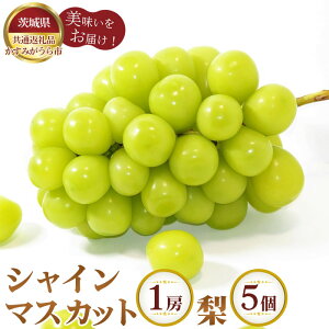 yӂ邳Ɣ[ŁzNo.294 ys\zVC}XJbg1[Ɨ5y錧ʕԗi ݂sz ^ Ԃǂ uhE Ȃ iV t[c ʕ l Zbg  錧