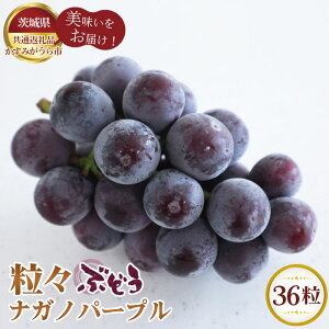 yӂ邳Ɣ[Łzys\zXԂǂ36@iKmp[vy錧ʕԗi ݂sz ^ uhE  t[c ʕ  錧 No.295