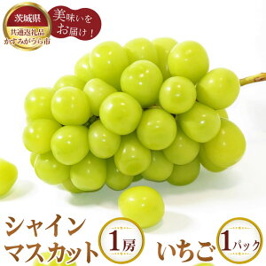 yӂ邳Ɣ[ŁzNo.348 ys\zVC}XJbg1[ƂDX1pbNy錧ʕԗi ݂sz ^ { VN  C`S uhE  ʕ t[c l Zbg  