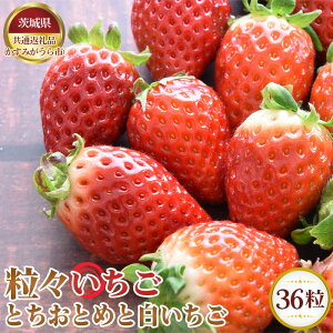yӂ邳Ɣ[ŁzNo.362 ys\zX36@ƂƂ߂Ɣy錧ʕԗi ݂sz ^ { VN  C`S ʕ t[c l Zbg  錧