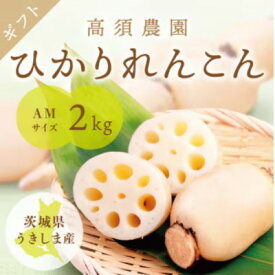 【ふるさと納税】ひかりれんこんギフト 2kg AMサイズ 産地直送 浮島産れんこん(化粧箱入)【配送不可地域：離島・沖縄県】【1662338】