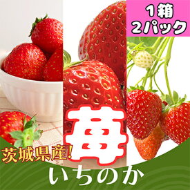 【ふるさと納税】茨城県産いちご「いちのか」大粒～中粒　2パック入り×1箱【配送不可地域：離島・沖縄県】【1701109】