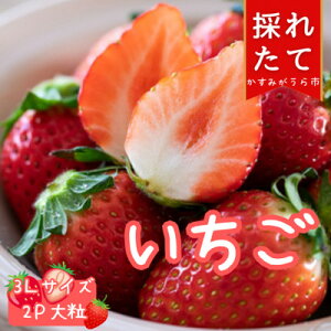 yӂ邳Ɣ[ŁzJ̊n@3LTCY@@@18(420g)×2pbNyzsnFEkCEꌧEMzAkECEߋEEElEBzy1263162z