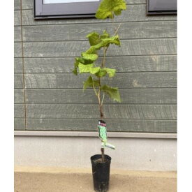 【ふるさと納税】シャインマスカット苗木_ 苗木 果樹 シャインマスカット 苗 葡萄 ブドウ マスカット 果物 フルーツ 挿し木 落葉果樹 果物の苗 園芸 植物 庭 ガーデニング 茨城県 送料無料 【1345227】