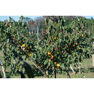 �y�ӂ邳�Ɣ[�Łz�y��s�\��z��Ԃ�̊��S�Ê`�u�z�L�v�@��3kg ��2026�N11�����{��菇�������\��y�z���s�n��F�����z�y1376519�z