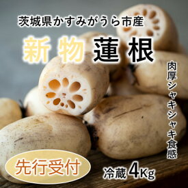 【ふるさと納税】新物!　肉厚でシャキシャキの食感と甘みが特徴　　掘りたて れんこん　4Kg(4～7本)【配送不可地域：離島】【1420957】