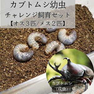 yӂ邳Ɣ[ŁzJugVc`WZbg(5C)yIX3C/X2Czy1487108z