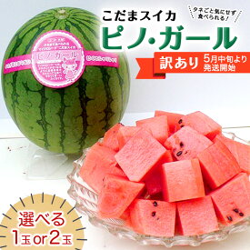 【ふるさと納税】【 訳あり 】こだまスイカ ピノ・ガール （1〜2玉） 【 2026年5月中旬より発送開始 】 感動必至！ タネが気にならない すいか スイカ 西瓜 旬 旬の果実 旬のフルーツ くだもの 果実 フルーツ 夏 小玉スイカ 小玉 美味しい 茨城