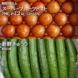 【ふるさと納税】《 2027年 収穫分 》 スーパーフルーツトマト 中箱 約1.2kg（大玉12～15玉）＆ 新鮮 きゅうり 約20本 セット 糖度9度以上 先行予約 フルーツトマト ブランドトマト 野菜 ギフト 贈答 [BC063sa]