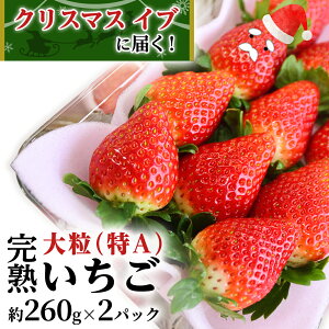 yӂ邳Ɣ[ŁzNX}X Cu i 1224 j ͂I n  2pbNI i1P 260g j ʌ n 悢Ђ  ƂƂ Y  C`S  {̂ 蕨 