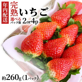 【ふるさと納税】【12/17までの申込で年内にお届け！】 完熟 いちご 260g×2〜4パック 品種おまかせ 年内お届け 国産 いちご イチゴ 苺