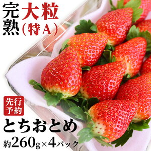 yӂ邳Ɣ[Łz y 2026N1{Jn z n ƂƂ 260g×2`4pbN Y  C`S 
