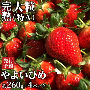 yӂ邳Ɣ[Łz y 2026N1{Jn z n 悢Ђ 260g×2`4pbN Y  C`S 