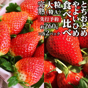 yӂ邳Ɣ[Łz y 2026N1{Jn znI 悢Ђ 260g×2pbNEƂƂ 280g×2pbN Hה Y  C`S 