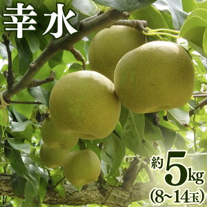 �y�ӂ邳�Ɣ[�Łz�K�� �� 5kg �i8�`14�ʁj 2026�N�Y ��s�\�� �� �ʕ� �t���[�c �Ȃ� �i�V �K���� �������� �f�U�[�g ���