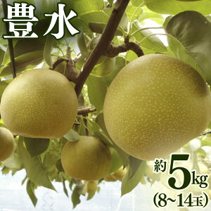 �y�ӂ邳�Ɣ[�Łz�L�� �� 5kg �i8�`14�ʁj 2026�N�Y ��s�\�� �� �ʕ� �t���[�c �Ȃ� �i�V �L���� �������� �f�U�[�g ���