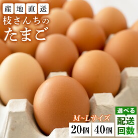【ふるさと納税】＼選べるお届け回数・個数／ 枝さんちの たまご (M〜L 20個 / 40個) 定期便 3回 6回 12回 産地直送 卵 玉子 生卵 鶏卵 タマゴ 平飼い 桜川市産 茨城県産 非遺伝子組換え
