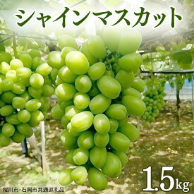 【ふるさと納税】ご自宅用 シャインマスカット 1.5kg ( 桜川市・石岡市共通返礼品 ) マスカット フルーツ 果物 2026年9月上旬以降発送