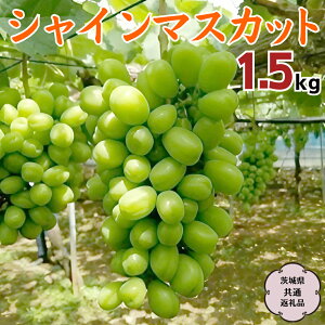 yӂ邳Ɣ[Łzs2025N9{甭Jnt VC}XJbg 1.5kg ( 錧ʕԗi Ήs ) p }XJbg t[c ʕ